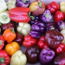 10 Rainbow Bell Pepper Seed Mix Colorful Mix 7 Different Strains Fresh Seeds Fast Shipping