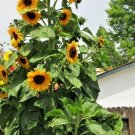 10 Skyscraper Sunflower Seeds Fresh Seeds Fast Shipping