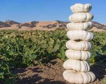 10 Stackable White Boer Pumpkin Seeds Fresh Seeds Fast Shipping