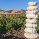 10 Stackable White Boer Pumpkin Seeds Fresh Seeds Fast Shipping