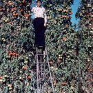 10 Trip L Crop Tomato Seeds Tomato Tree 15 Foot Vines Huge Rare Fresh Seeds Fast Shipping