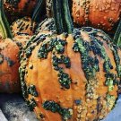 10 Warty Goblin Pumpkin Seeds Fresh Seeds Fast Shipping