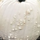10 White Specter Pumpkin Seeds Fresh Seeds Fast Shipping