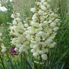 100 Adams Needle Yucca Seeds Fresh Seeds Fast Shipping