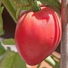 100 Anna Russian Tomato Seeds Fresh Seeds Fast Shipping