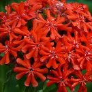 100 Burning Love Lychnis Seeds Perennial Fresh Seeds Fast Shipping
