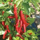 100 Cayenne Hot Pepper Seeds Fresh Seeds Fast Shipping