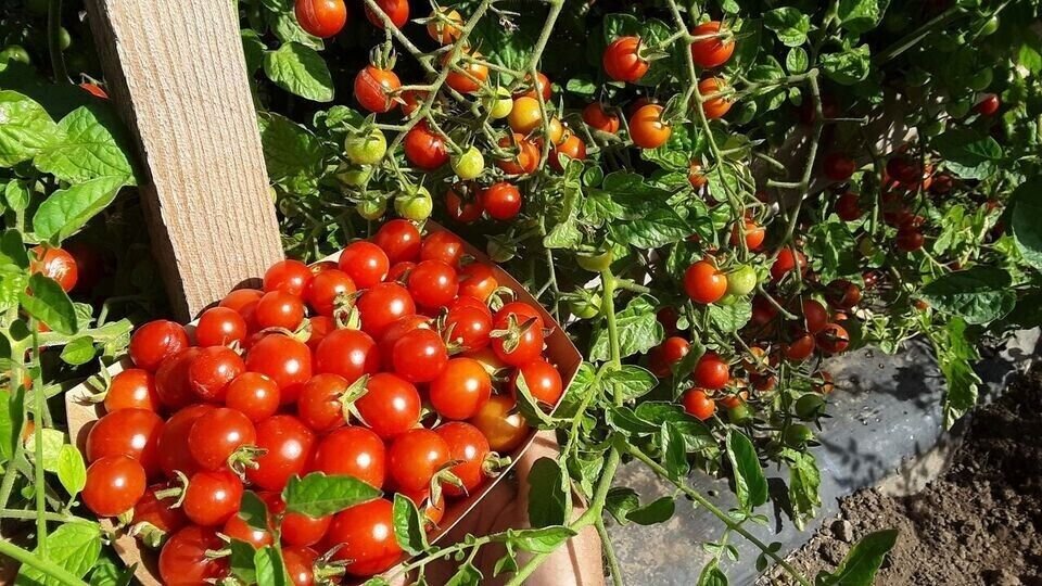 100 Cherry Tomato Super Sweet Large Seeds Rare Organic Fresh Seeds Fast Shipping