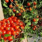 100 Cherry Tomato Super Sweet Large Seeds Rare Organic Fresh Seeds Fast Shipping