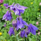 100 Dwarf Columbine Flower Seeds Woodlands Wildflower Shade Patio Container Fresh Seeds Fast Shippin