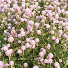 100 Frosty Pink Globe Amaranth Seeds Fresh Seeds Fast Shipping
