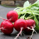 100 German Giant Radish Seeds Organic Fresh Seeds Fast Shipping