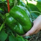 100 Giant Keystone Resistant Sweet Organic Fresh Seeds Fast Shipping