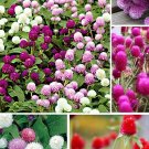 100 Globe Amaranth Gomphrena Mix Seeds Fresh Seeds Fast Shipping
