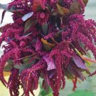 100 Hopi Red Dye Amaranthus Seeds Fresh Seeds Fast Shipping