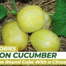 100 Lemon Cucumber Seeds Organic Rare Fresh Seeds Fast Shipping