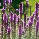 100 Marsh Dense Blazing Star Flower Seeds Gay Feather Prairie Wildflower Container Fresh Seeds Fast 