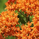 100 Orange Butterfly Weed Seeds Perennial Fresh Seeds Fast Shipping