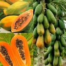 100 Papaya Seeds Fresh Seeds Fast Shipping