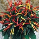 100 Patio Fire Ice Ornamental Pepper Seeds Fresh Seeds Fast Shipping