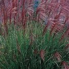 100 Purple Morning Light Maiden Grass Miscanthus Seeds Fresh Seeds Fast Shipping