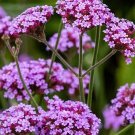 100 Purpletop Verbena Seeds Perennial Fresh Seeds Fast Shipping