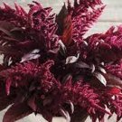100 Red Spike Amaranthus Seeds Fresh Seeds Fast Shipping