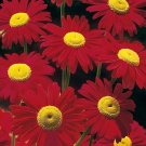 100 Robinsons Crimson Pyrethrum Perennial Fresh Seeds Fast Shipping