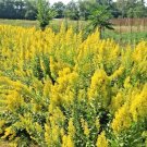 100 Showy Goldenrod Flower Seeds Wildflower Poor Soils Summer Fall Blooms Fresh Seeds Fast Shipping