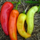 100 Sweet Banana Pepper Seeds Organic Vegetable Patio Containers Hungarian Fresh Seeds Fast Shipping