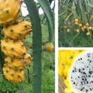 100 Yellow Dragon Fruit Seeds Fresh Seeds Fast Shipping