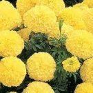 100 Yellow Inca Marigold Seeds Organic Fresh Seeds Fast Shipping