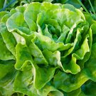 1000 Bib Buttercrunch Lettuce Seeds Organic Vegetable Salad Patio Container Fresh Seeds Fast Shippin