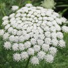 1000 Bishop S Flower Seeds False Queens Anne S Lace Annual Wildflower Dried Cut Flowers Container Fr