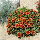 1000 Blanket Flower Seeds Wildflower Cold Poor Soils Patio Container Fresh Seeds Fast Shipping