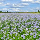1000 Blue Flax Flower Seeds Wildflower Cold Heat Drought Poor Soils Game Birds Fresh Seeds Fast Ship