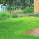 1000 Blue Grama Seeds Prairie Mosquito Grass Clumping Ornamental Drought Poor Soil Heat Cold Fresh S