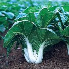 1000 Cabbage Seeds Chinese White Stem Pak Choi Bok Choy Fresh Seeds Fast Shipping