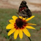 1000 Clasping Coneflower Seeds Annual Wildflower Fresh Seeds Fast Shipping