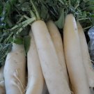 1000 Daikon Radish Seeds Japanese Minowase Organic Fresh Seeds Fast Shipping