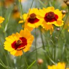 1000 Dwarf Plains Coreopsis Seeds Wildflower Tolerant Poor Soils Cut Fowers Fresh Seeds Fast Shippin