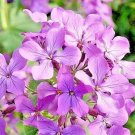 1000 Evening Scented Stock Seeds Perfume Plant Annual Wildflower Fragrant Evening Blooms Flower Pati