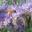 1000 Lacy Phacelia Seeds Annual Wildflower Fresh Seeds Fast Shipping