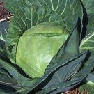 1000 Late Flat Dutch Cabbage Seeds Fresh Seeds Fast Shipping