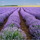1000 Lavender Vera Seeds Strong Scent Fresh Seeds Fast Shipping