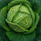 1000 Savoy Perfection Cabbage Seeds Fresh Seeds Fast Shipping