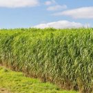 1000 Switchgrass Seeds Tall Grass Prairie Clumping Ornamental Cold Fresh Seeds Fast Shipping