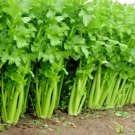 1000 Tall Utah Celery Seeds Organic Vegetable Sprouts Container Fresh Seeds Fast Shipping