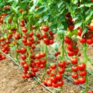 120 Early Cascade Tomato Seeds Organic Rare Fresh Seeds Fast Shipping