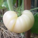 120 Great White Tomato Beefsteak Seeds Organic Rare Fresh Seeds Fast Shipping